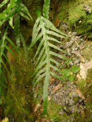 Lecanopteris scandens. Deeply pinnatifid fertile frond.
 Image: L.R. Perrie © Te Papa CC BY-NC 3.0 NZ